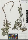 Foto von Salix glabra Scop.